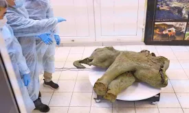 Rare and Well-Preserved Baby Mammoth Found in Siberia