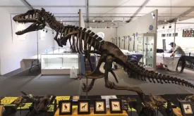 Research: Ancient Animals Extinct from Exploding Stars