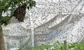Residents in UK Street Fearful to Leave Homes Due to Swarms of Bees from Neighbor