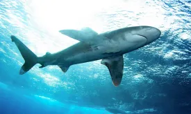 Shark Sighting Near Belgian Border: Swimmers Ordered to Leave Water