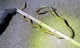 Snake Wrapped Around Power Pole Halts Japan's Busiest High-Speed Rail Line