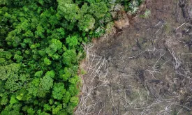 Thousands of Trees Cut Down in Amazon for Highway to Climate Summit