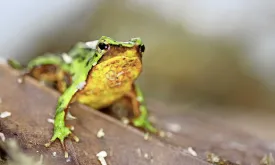 Tiny Frogs Travel Thousands of Miles to Save Their Species