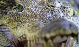 Tourist Attacked by Crocodile While Taking Selfie in Philippine Zoo