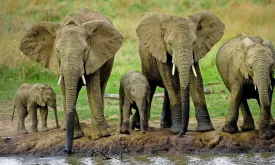 Tourist Trampled to Death by Elephants During Night Walk in Kruger National Park