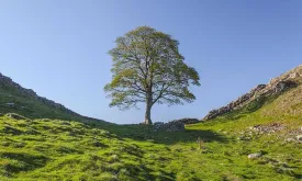 Two Men Found Guilty of Cutting Down Iconic Sycamore Gap Tree in North England