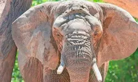 US Judge Rules Elephant is Not a Person