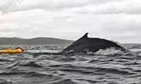 Venezuelan Kayaker Swallowed by Whale and Survives