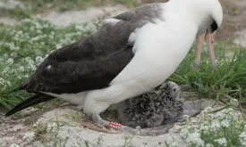 World's Oldest Bird (74) Becomes Mother Again with New Partner