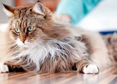 Cat Rescued After Being Buried Alive Under House in Oosterhout