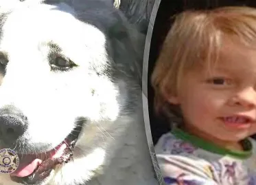 Dog rescues lost toddler in Arizona wilderness