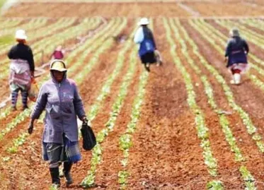 Fertilizer Production Decline Due to War Raises Food Crisis Risk in Asia and Africa