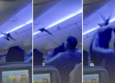 Flight Delayed by Pigeons on Board: Chaos Unfolds as Birds Cause Return to Gate