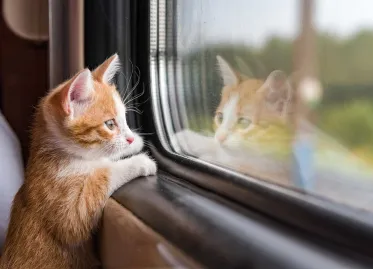 French Trains Allowed 20-Minute Delay for Lost Pets After Cat Incident