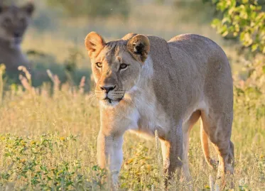 German Entrepreneur Advocating for Lions Killed by Lioness in Namibia