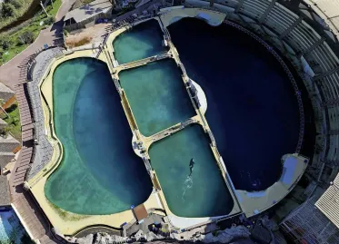 Heartbreaking: Orca and Dolphins Stranded in Closed French Dolphinarium