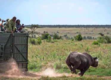 Kenya Launches Massive Operation to Move Dozens of Rhinos to National Park