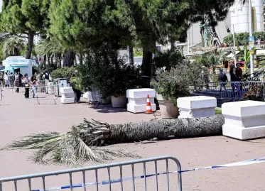Man Seriously Injured by Falling Palm Tree at Cannes Film Festival