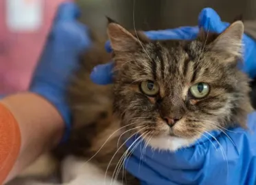 Miracle Cat Survives 115-Meter Fall and Gets Adopted by Rescuer