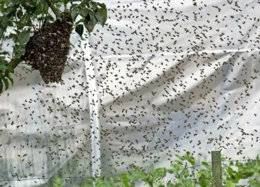 Residents in UK Street Fearful to Leave Homes Due to Swarms of Bees from Neighbor