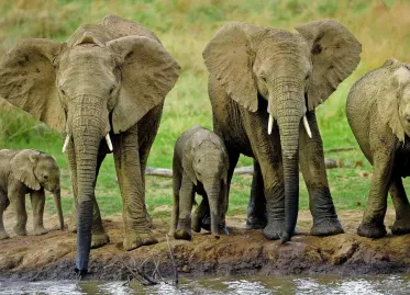 Tourist Trampled to Death by Elephants During Night Walk in Kruger National Park