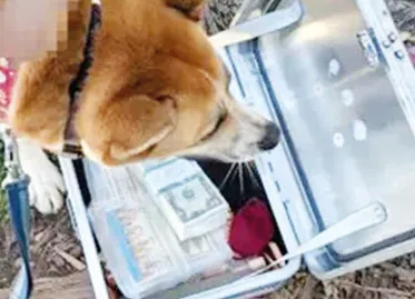 Treasure Chest with $10,000 Worth of Coins Buried in San Francisco Sparks City-Wide Search