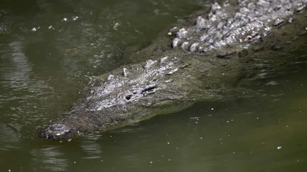 10-Year-Old Boy Attacked by Crocodile in Borneo