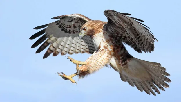 Aggressive Hawk Attacks Tall Men in Flamstead Village, London