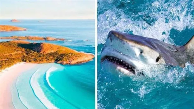 Australian Surfer Killed by Gigantic Shark Attack