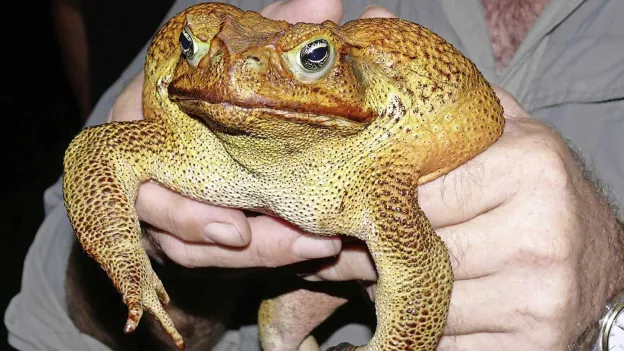 Australia's Battle with Giant Toad Infestation: 'Super Cannibal' to Rescue
