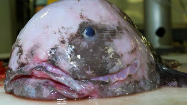 Blobfish Named 'Fish of the Year' in New Zealand