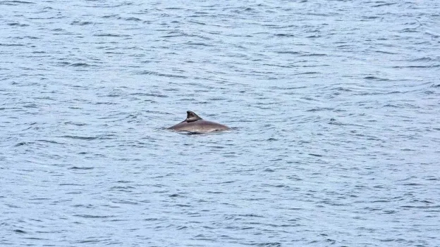 Bruinvis Tragedy in Waddenzee Zendering Operation