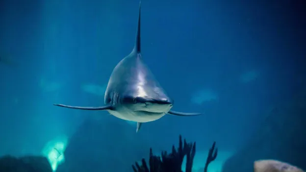 Canadian Tourist Loses Both Hands in Shark Attack in Caribbean