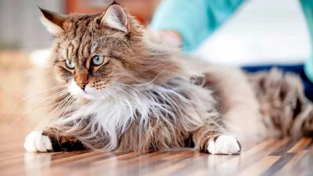 Cat Rescued After Being Buried Alive Under House in Oosterhout