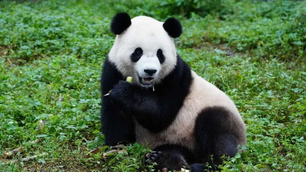 China Resumes 'Panda Diplomacy'; Washington Welcomes Two New Bears