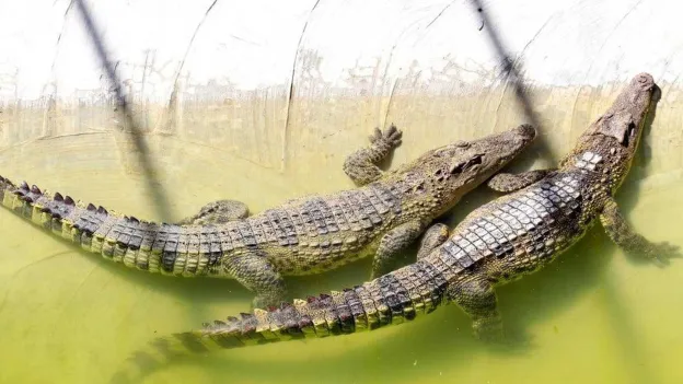 Chinese Court Seeks Buyer for 100 Tons of Crocodiles