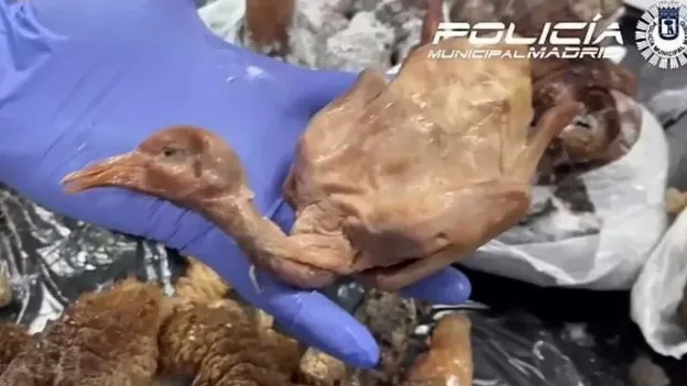 Chinese Restaurant in Madrid Closed After Serving Street Pigeon as Roast Duck