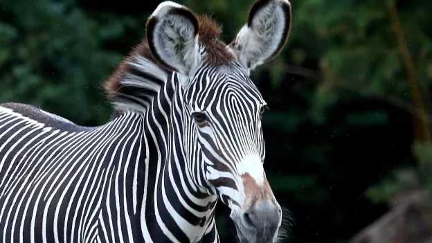 Chinese Zoo Paints Donkeys Black and White to Resemble Zebras
