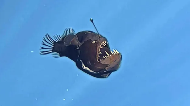 Deep-Sea Creature Dies After Rare Appearance Near Water Surface