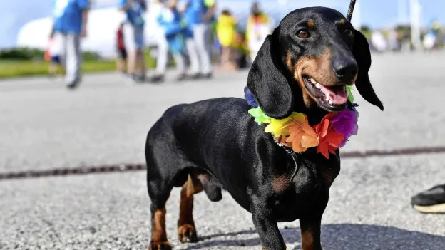 Do Dogs Have a Favorite Color? Indian Study Suggests So