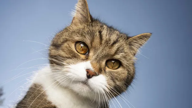 Dream Job Alert: Personal Assistant Wanted for Office Cat in London