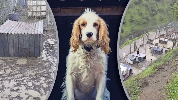 Dutch Woman's Dog Shelter Hit by Landslide in Spain