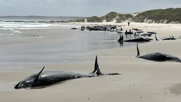 False Killer Whales Strand on Shore: 67 Dead
