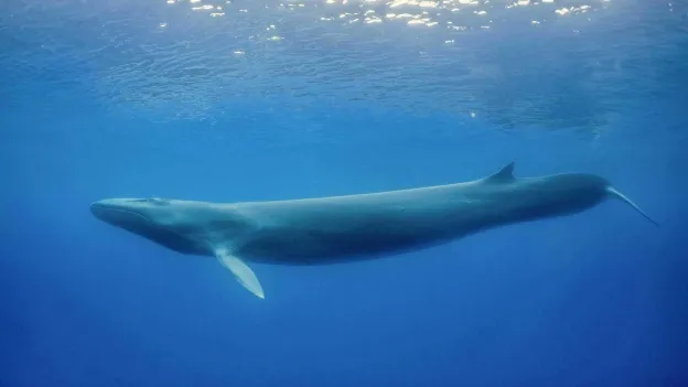 First Live Fin Whale Spotted in Belgian Waters