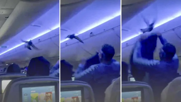 Flight Delayed by Pigeons on Board: Chaos Unfolds as Birds Cause Return to Gate