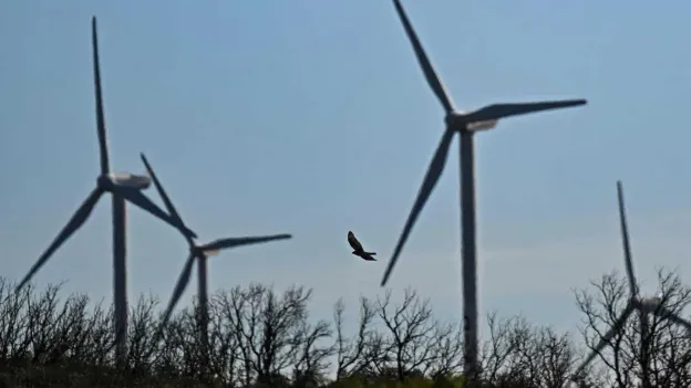 French Court Halts Wind Farm After Protected Eagle's Death