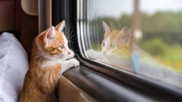 French Trains Allowed 20-Minute Delay for Lost Pets After Cat Incident