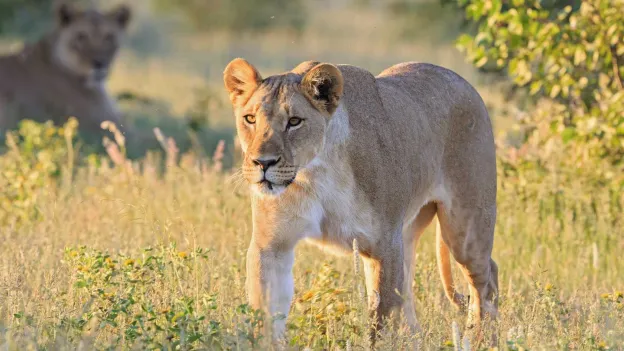 German Entrepreneur Advocating for Lions Killed by Lioness in Namibia