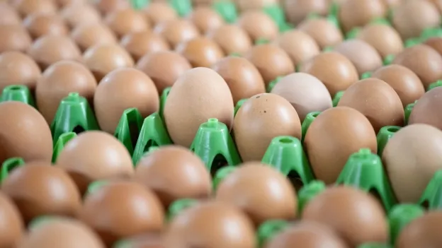 Goalkeeper Jan de Boer Awarded Eggs Instead of Champagne