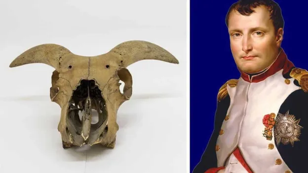 Goat Skull that Sailed with Napoleon Fetches Fortune at Auction